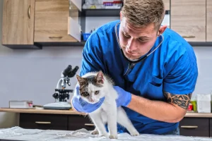 veterinary-doctor-examining-sick-cat-with-stethoscope-vet-clinic_11zon veterinary-doctor-examining-sick-cat-with-stethoscope-vet-clinic_11zon
